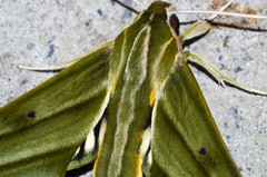 Xylophanes aristor