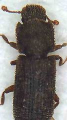 Namunaria
