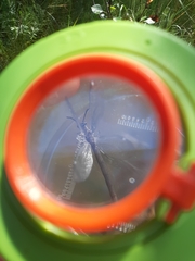 Myrmeleon formicarius