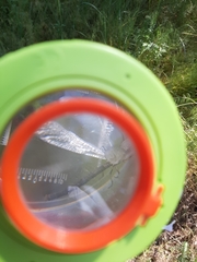 Myrmeleon formicarius