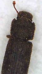 Namunaria