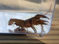 Cambarus longulus