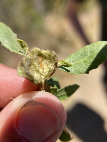 Coyote Brush Stem Gall Moth photo 3