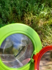 Myrmeleon formicarius