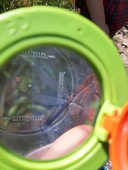 Myrmeleon formicarius