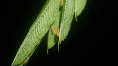 Acizzia jamatonica