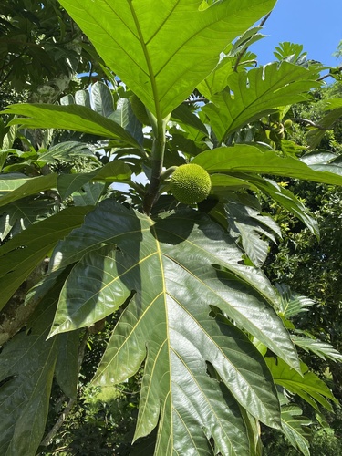 Artocarpus altilis