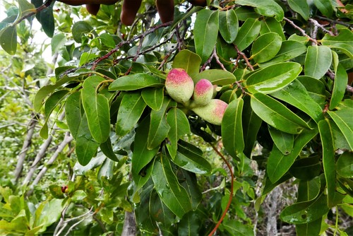 Xylopia bemarivensis