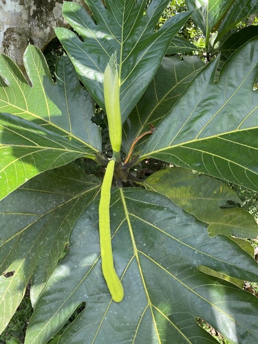 Artocarpus altilis