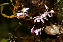 Pleione praecox