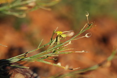 Goodenia lunata