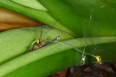 Coeliccia chromothorax