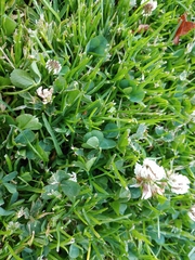 Trifolium repens
