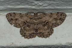 Hypomecis transcissa