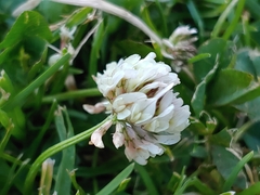 Trifolium repens