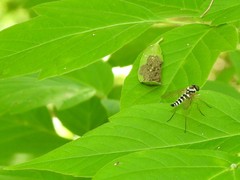 Chrysopilus ornatus