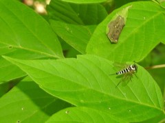 Chrysopilus ornatus