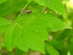 Chrysopilus ornatus