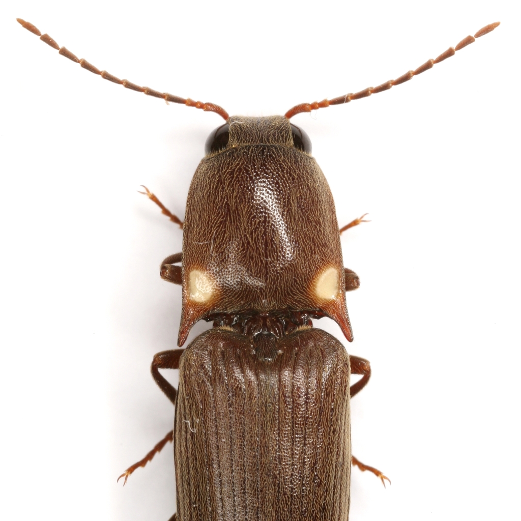Texas Glowing Click Beetle