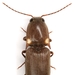 Deilelater physoderus - Photo (c) Mike Quinn, Austin, TX, some rights reserved (CC BY-NC), uploaded by Mike Quinn, Austin, TX