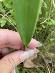 Cleistesiopsis