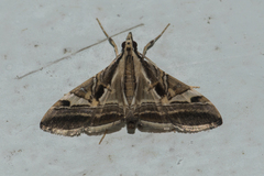 Agrioglypta