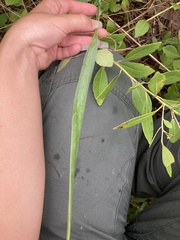 Cleistesiopsis