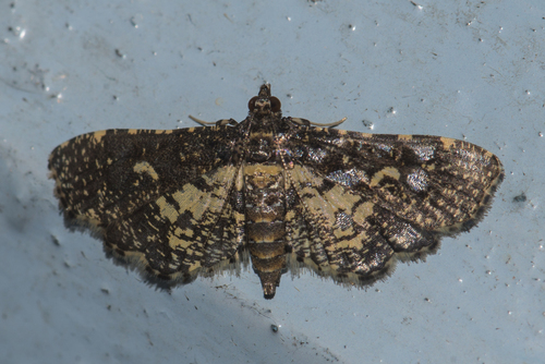 Yellow Blotched Pearl Moth