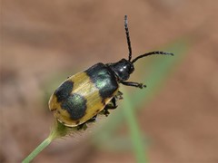 Monocesta ducalis