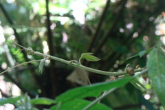 Passiflora speciosa