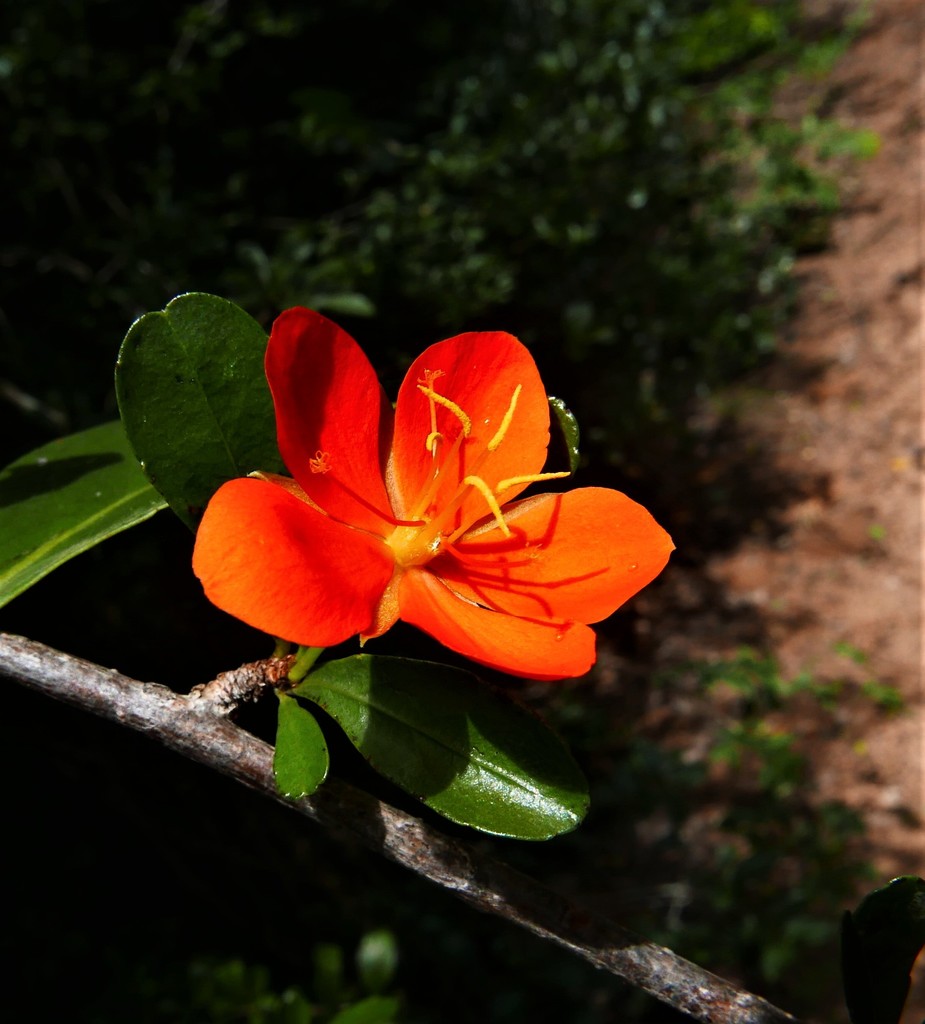 Arboa berneriana