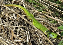 Lacerta diplochondrodes