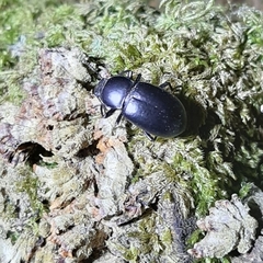 Coelometopus clypeatus