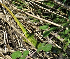 Lacerta diplochondrodes