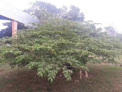 Muntingia calabura