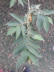 Muntingia calabura