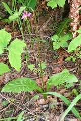 Erythronium revolutum