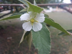 Muntingia calabura