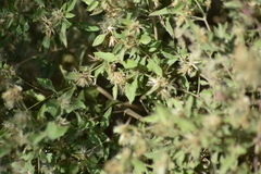 Austrobrickellia patens