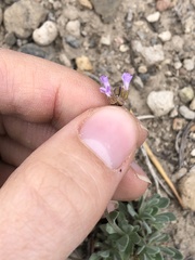 Boechera platysperma