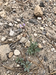 Boechera platysperma