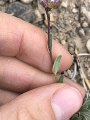 Boechera platysperma