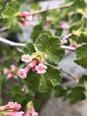 Boechera platysperma