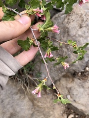 Boechera platysperma