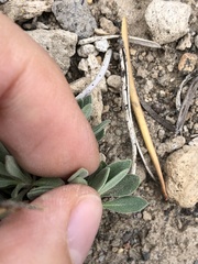 Boechera platysperma