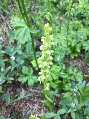 Platanthera stricta