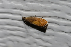 Dichrorampha bittana