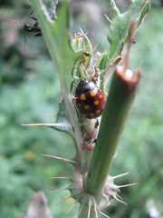 Chrysolina vigintimaculata