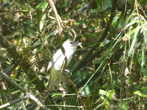 Vireo leucophrys