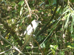 Vireo leucophrys